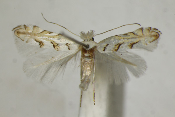/filer/webapps/moths_gc/media/images/A/abrasella_Phyllonorycter_A_ZSM_4.jpg