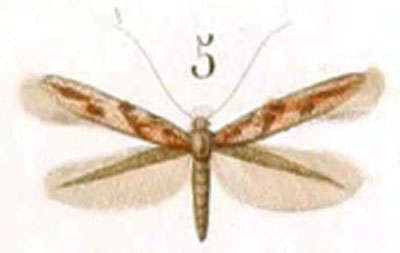 /filer/webapps/moths_gc/media/images/A/acaciella_Elachista_HT_Duponchel_86-5.jpg