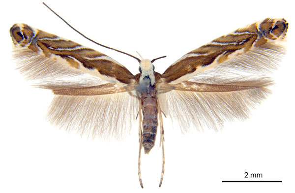 /filer/webapps/moths_gc/media/images/A/acaciella_Parectopa_HT_ANIC.jpg