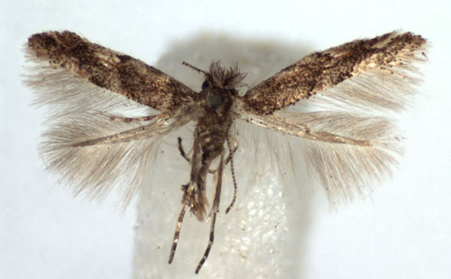 /filer/webapps/moths_gc/media/images/A/acaciella_Phyllonorycter_A_WJDP.jpg