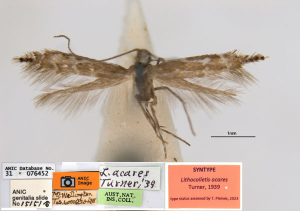 /filer/webapps/moths_gc/media/images/A/acares_Aristaea_ST1_ANIC_dyv3dLu.jpg