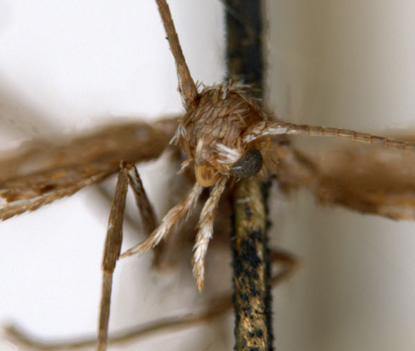 /filer/webapps/moths_gc/media/images/A/acares_Aristaea_ST1_head_ANIC.jpg