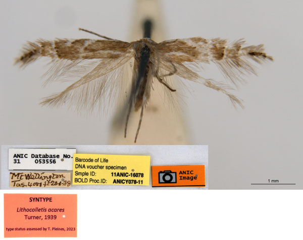 /filer/webapps/moths_gc/media/images/A/acares_Aristaea_ST2_ANIC.jpg