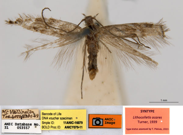 /filer/webapps/moths_gc/media/images/A/acares_Aristaea_ST3_ANIC.jpg