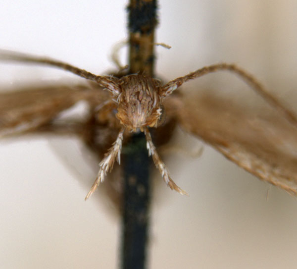 /filer/webapps/moths_gc/media/images/A/acares_Aristaea_ST3_head_ANIC.jpg