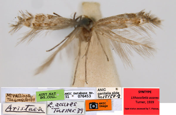/filer/webapps/moths_gc/media/images/A/acares_Aristaea_ST4_ANIC.jpg