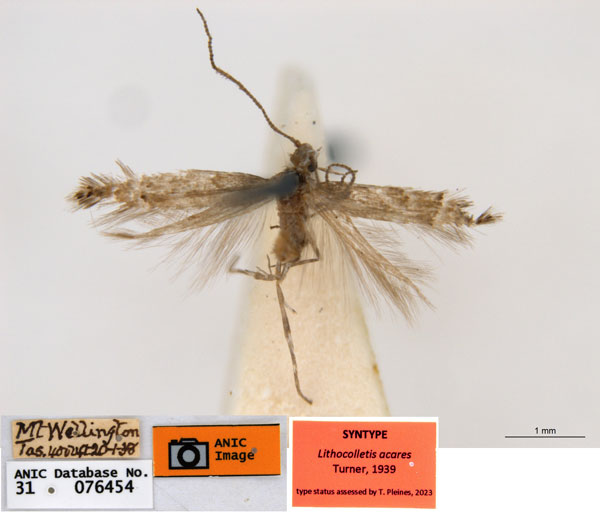 /filer/webapps/moths_gc/media/images/A/acares_Aristaea_ST5_ANIC.jpg