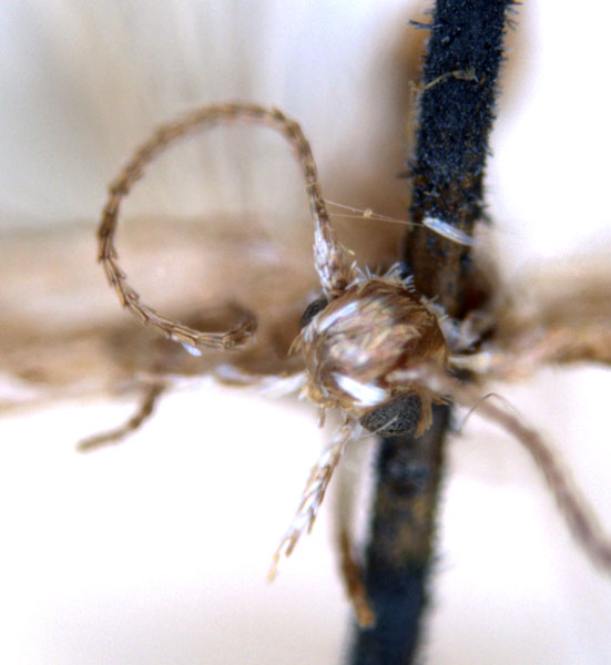 /filer/webapps/moths_gc/media/images/A/acares_Aristaea_ST5_head_ANIC_NWV4LOH.jpg