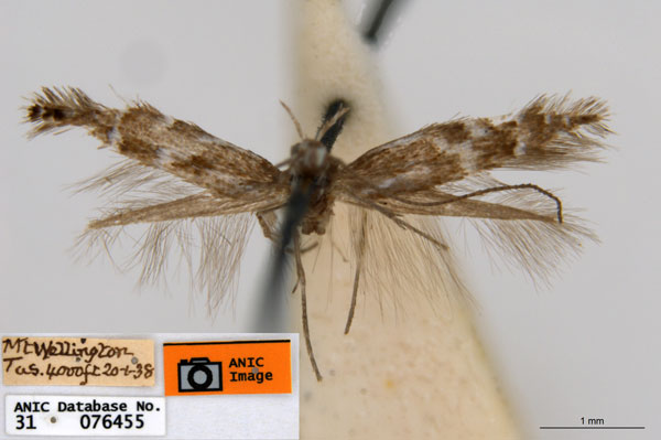 /filer/webapps/moths_gc/media/images/A/acares_Aristaea_ST6_ANIC.jpg