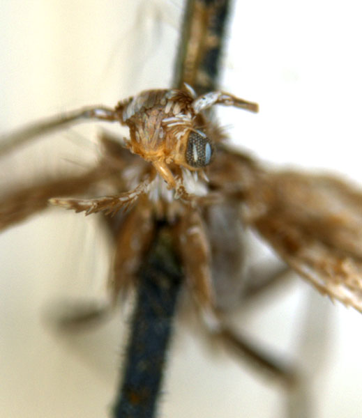/filer/webapps/moths_gc/media/images/A/acares_Aristaea_ST6_head_ANIC.jpg