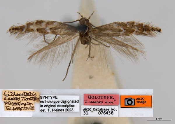 /filer/webapps/moths_gc/media/images/A/acares_Aristaea_ST7_ANIC.jpg