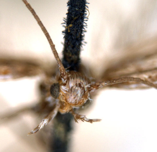/filer/webapps/moths_gc/media/images/A/acares_Aristaea_ST7_head_ANIC.jpg