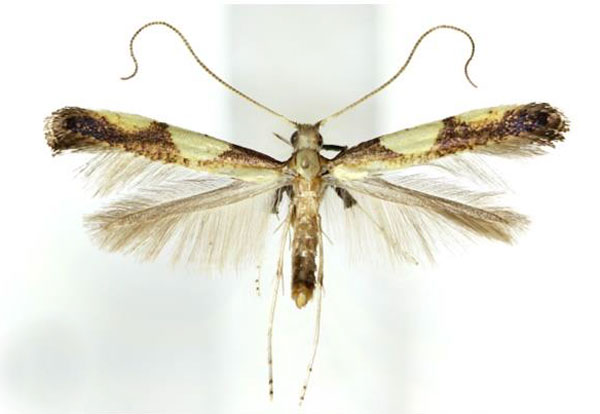 /filer/webapps/moths_gc/media/images/A/acericola_Caloptilia_A_Kim-etal_2022_7.jpg