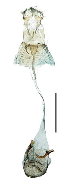 /filer/webapps/moths_gc/media/images/A/acericola_Caloptilia_GF_Kim-etal_2022_8.jpg