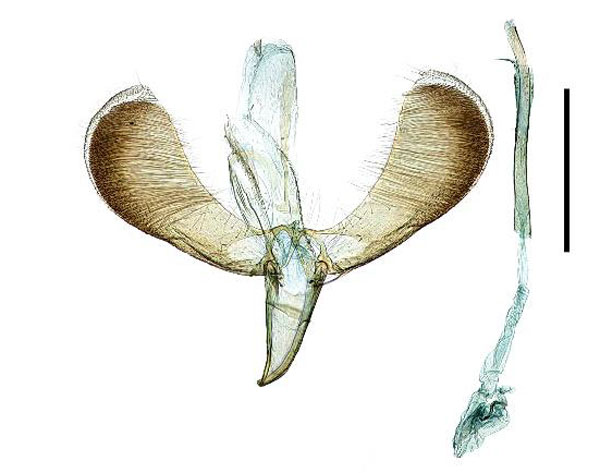 /filer/webapps/moths_gc/media/images/A/acericola_Caloptilia_GM_Kim-etal_2022_6.jpg