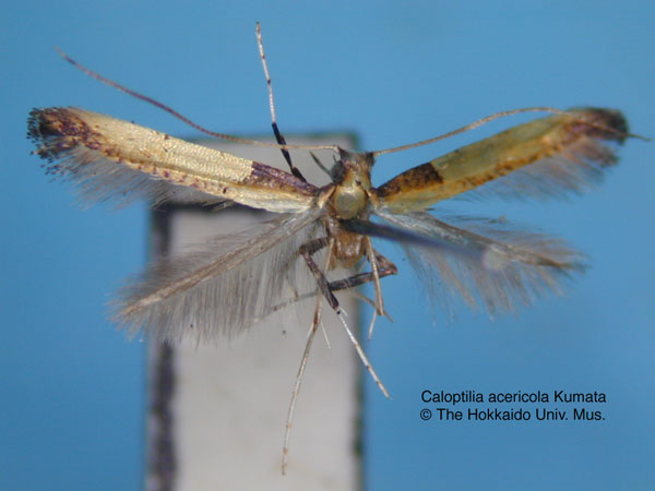 /filer/webapps/moths_gc/media/images/A/acericola_Caloptilia_HT_EIHU.jpg