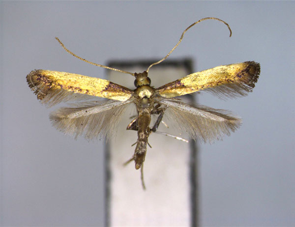 /filer/webapps/moths_gc/media/images/A/acericola_Caloptilia_PT_EIHU.jpg