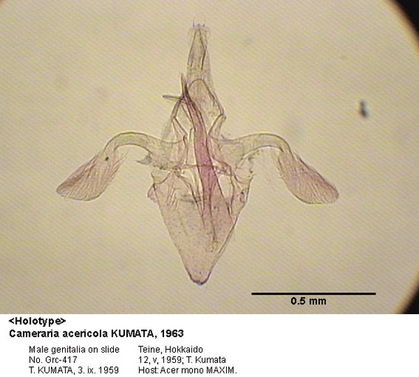 /filer/webapps/moths_gc/media/images/A/acericola_Cameraria_GM_HT_417_EIHU.jpg