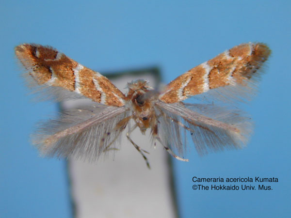 /filer/webapps/moths_gc/media/images/A/acericola_Cameraria_HT_EIHU.jpg