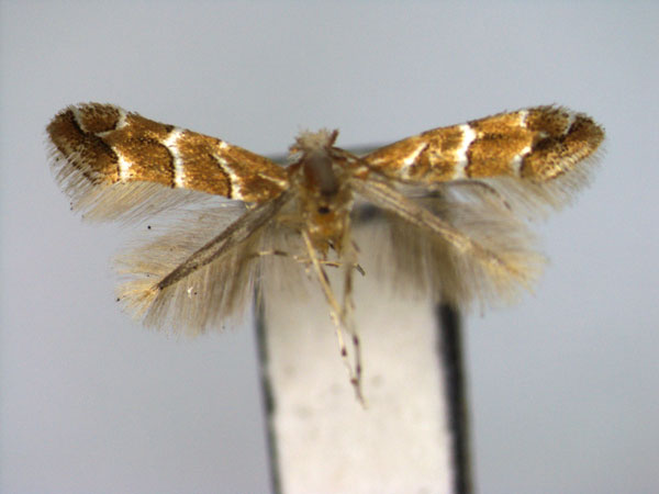/filer/webapps/moths_gc/media/images/A/acericola_Cameraria_PT_EIHU.jpg