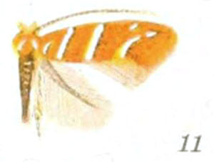 /filer/webapps/moths_gc/media/images/A/aceriella_Cameraria_A_Braun_24-11.jpg