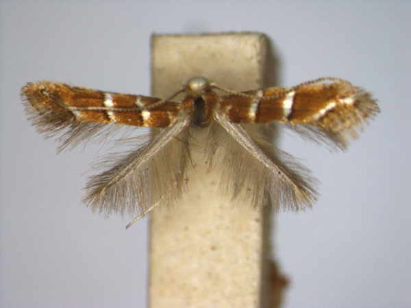 /filer/webapps/moths_gc/media/images/A/aceriella_Cameraria_A_EIHU.jpg