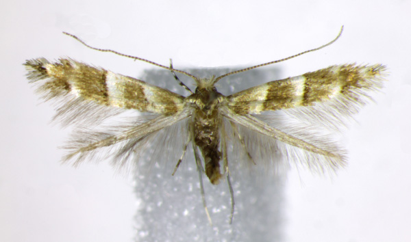 /filer/webapps/moths_gc/media/images/A/aceriella_Cameraria_A_Landry.jpg