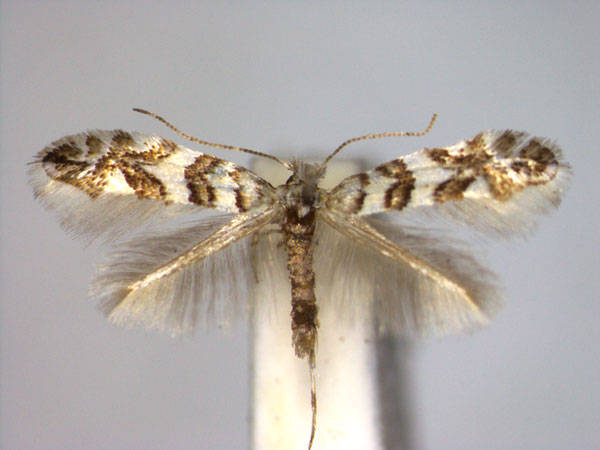 /filer/webapps/moths_gc/media/images/A/acerifoliella_Phyllonorycter_A_EIHU.jpg