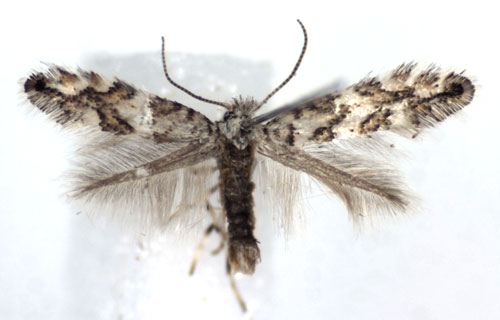 /filer/webapps/moths_gc/media/images/A/acerifoliella_Phyllonorycter_A_WJDP.jpg