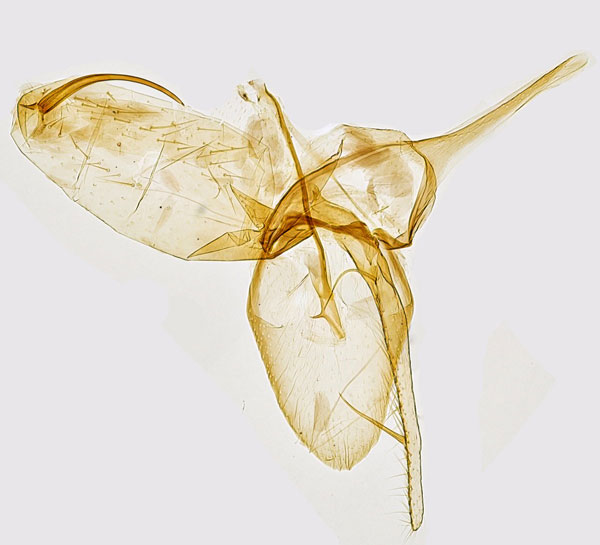 /filer/webapps/moths_gc/media/images/A/acerifoliella_Phyllonorycter_GM_Hall_2.jpg
