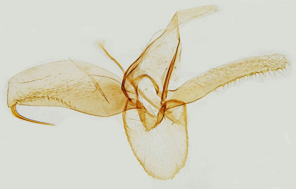 /filer/webapps/moths_gc/media/images/A/acerifoliella_Phyllonorycter_GM_Hall_LR.jpg