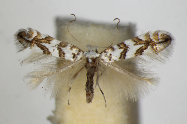 /filer/webapps/moths_gc/media/images/A/acerifoliella_sylvella_Phyllonorycter_A_ZSM_2.jpg