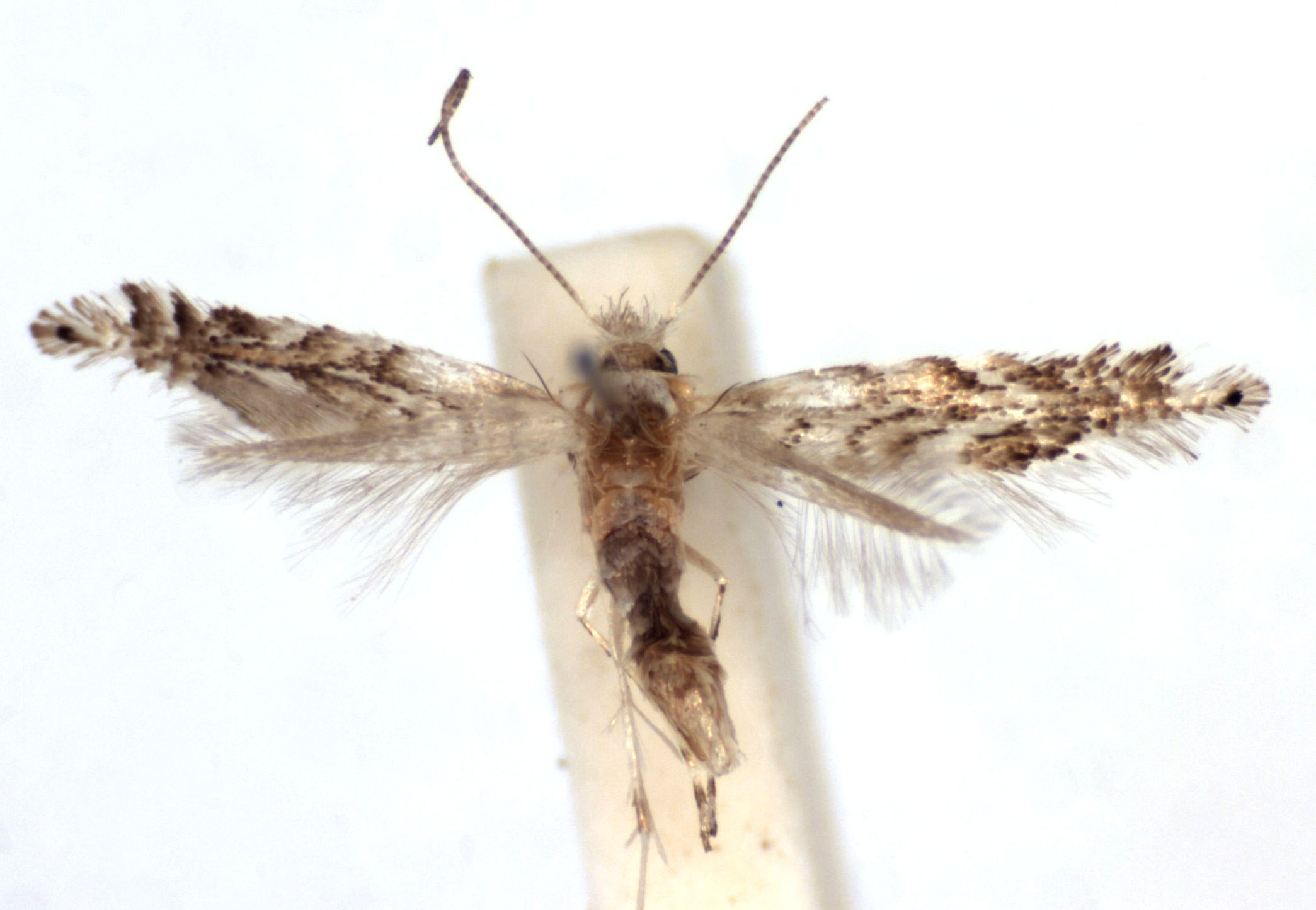 /filer/webapps/moths_gc/media/images/A/aceripestis_Phyllonorycter_A_WJDP.jpg