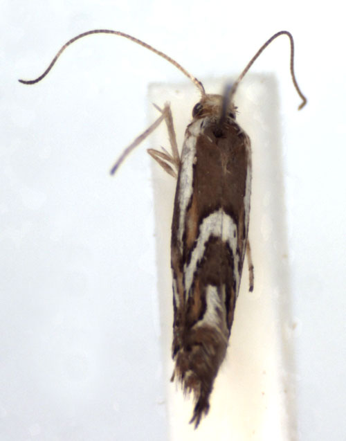 /filer/webapps/moths_gc/media/images/A/aceriphaga_Phyllonorycter_A_WJDP.jpg