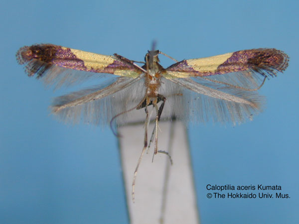 /filer/webapps/moths_gc/media/images/A/aceris_Caloptilia_HT_EIHU.jpg