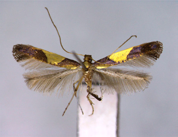 /filer/webapps/moths_gc/media/images/A/aceris_Caloptilia_PT_EIHU.jpg