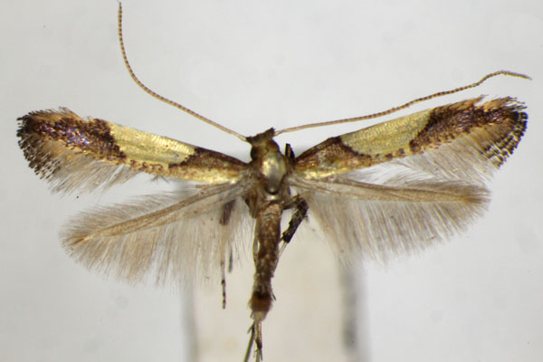 /filer/webapps/moths_gc/media/images/A/aceris_Caloptilia_PT_ZSM.jpg