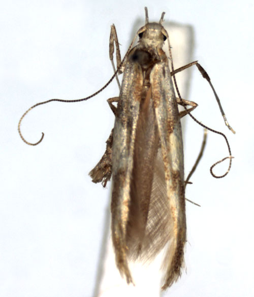 /filer/webapps/moths_gc/media/images/A/acerivorella_Caloptilia_A_WJDP.jpg