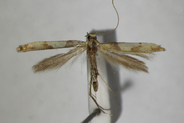 /filer/webapps/moths_gc/media/images/A/acerivorella_Caloptilia_PT_ZSM.jpg