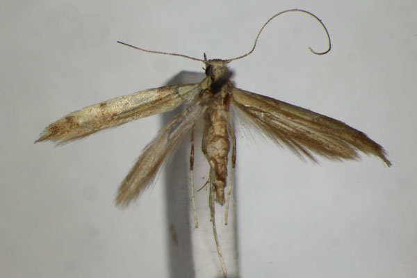 /filer/webapps/moths_gc/media/images/A/acerivorella_Caloptilia_PT_ZSM_2.jpg