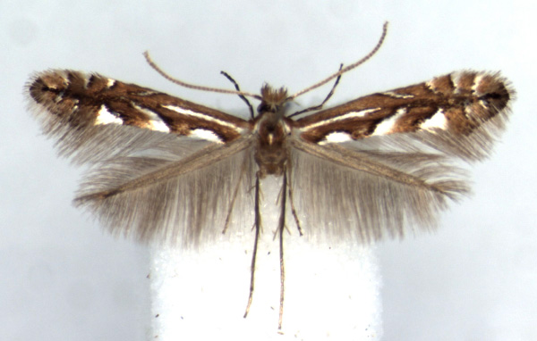 /filer/webapps/moths_gc/media/images/A/achilleus_Phyllonorycter_HT_RMCA.jpg