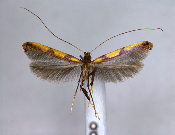 /filer/webapps/moths_gc/media/images/A/acinata_Caloptilia_A_EIHU.jpg