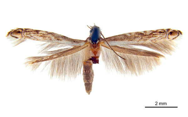 /filer/webapps/moths_gc/media/images/A/acrobaphes_Epicephala_AF_ANIC.jpg