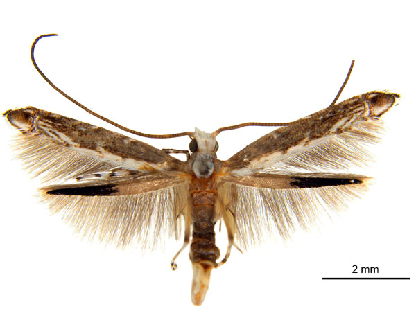 /filer/webapps/moths_gc/media/images/A/acrobaphes_Epicephala_AM_ANIC.jpg