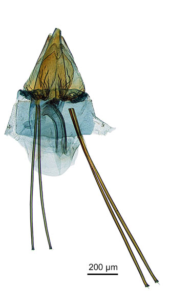 /filer/webapps/moths_gc/media/images/A/acrobaphes_Epicephala_GF_ANIC.jpg