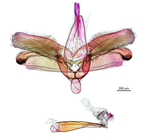 /filer/webapps/moths_gc/media/images/A/acrobaphes_Epicephala_GM_ANIC.jpg