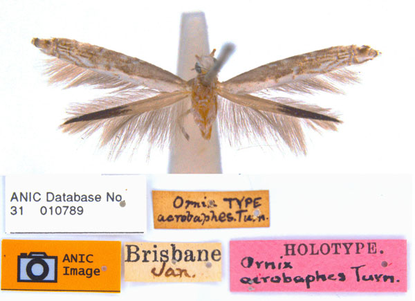 /filer/webapps/moths_gc/media/images/A/acrobaphes_Epicephala_HT_ANIC.jpg
