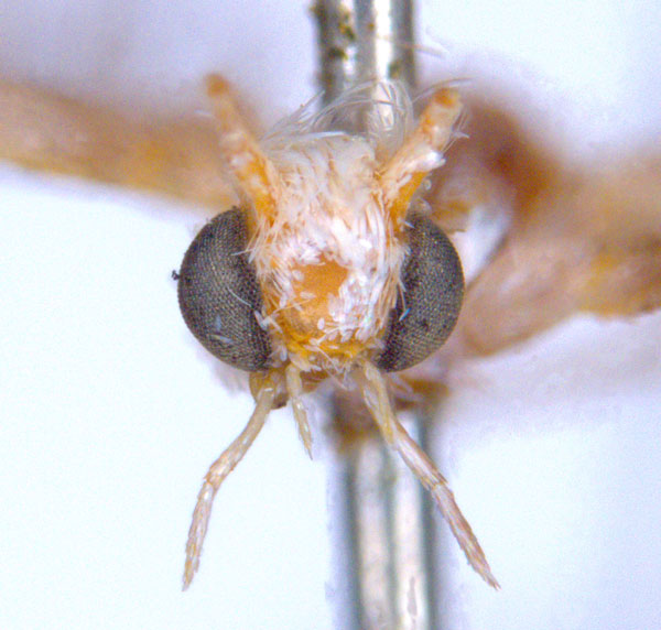 /filer/webapps/moths_gc/media/images/A/acrobaphes_Epicephala_HT_head1_ANIC.jpg