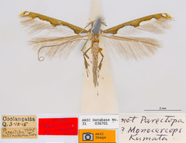 /filer/webapps/moths_gc/media/images/A/actinosema_Monocercops_HT_ANIC.jpg