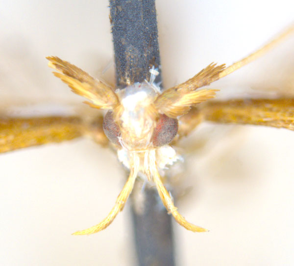 /filer/webapps/moths_gc/media/images/A/actinosema_Monocercops_HT_head_ANIC.jpg